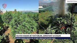 Kultivoi kanabis në tokë publike, arrestohet 54-vjeçari
