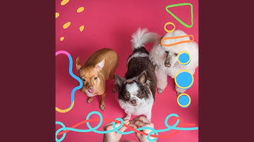 Pulsating Moods for Calming Puppy