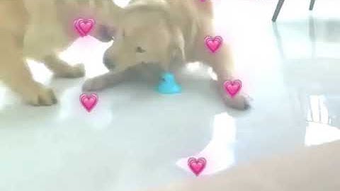 Dog Chew Toy for Aggressive Chewers for large breeds, Interactive Rope Ball with Strong Suction