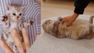 How will the cat react if it tickles? by 수리노을SuriNoel 74,139 views 1 year ago 2 minutes, 33 seconds