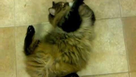 Maine Coon High on Catnip