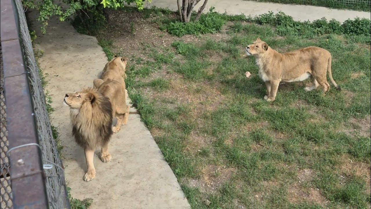 Лев знак зодиака арт. Марс во льве. Нейросеть красивые девушки. Костюм льва. Лев готов.