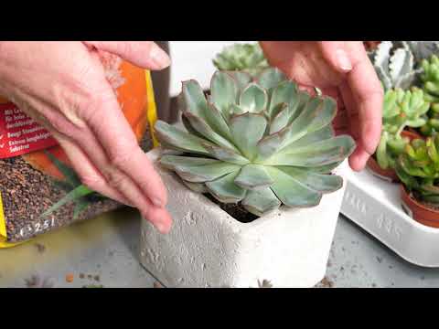 Video: Pflege von Zebra-Haworthia: Tipps für den Anbau von Zebra-Haworthia-Sukkulenten