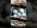 Timbrado Español-Repasando los nidos bonita cría llevó 🇪🇸👀👍