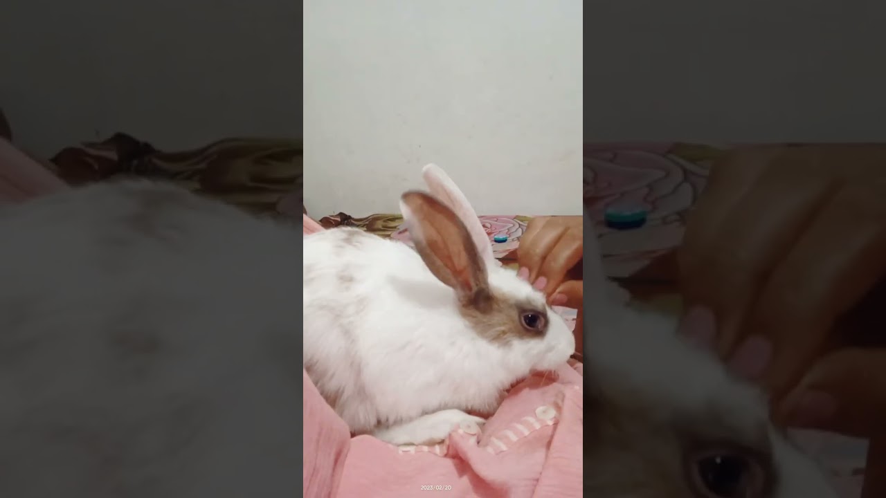 Rabbit 🐇 Head Massage | bunny just love to do this massage