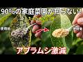もう農薬はいりません。大さじ一杯で、アブラムシとカイガラムシが一気に消える。子どもやペットのいる家でも使いやすい方法です