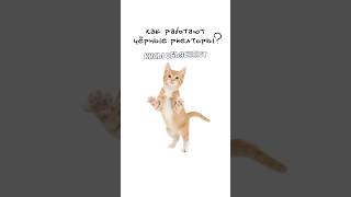Как работают черные риелторы? #shorts
