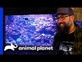 Take A Look At This Incredible 20,000 Gallon Aquarium! | Animal Cribs