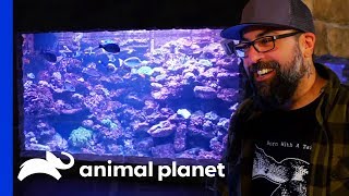 Take A Look At This Incredible 20,000 Gallon Aquarium! | Animal Cribs