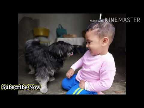 বিলাতি কুকুর, American Lhasa Apso