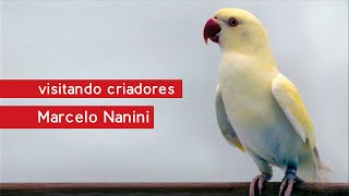 Psitacídeos Nativos e Exóticos - Conheça o Criadouro Nanini Aves - Parte 01