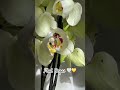 Phal. Degas peloric