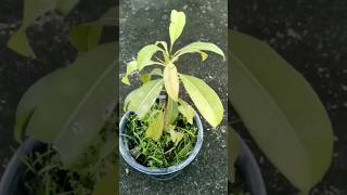 Let's Grow Sapota Tree From Seeds #shorts