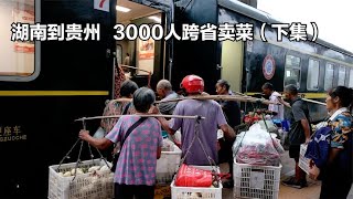 湖南到贵州，3000人跨省卖菜，菜价低到不敢想，每日收益七八十