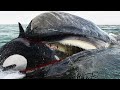 Top 10 most dangerous sea animals in the world  killers of orcas