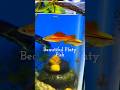 Elegant swordtail fish tank  fish platyfish platytank fishtank aquariumfish fishhobby