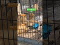 たてがみむしってしら〜っと去るレイちゃん🐱笑  抜く勢いがすごいんじゃ