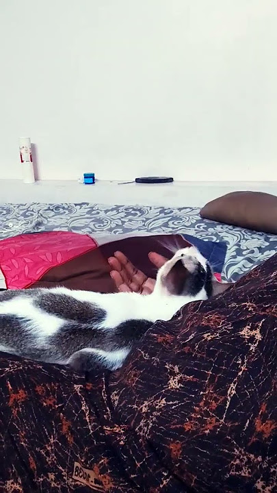 Ippo appadi tha iruku #shashasha0709 #catfunny #caylovet#shortsfeeds