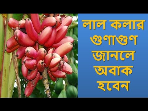 Health Benefits of Red Banana । Health Tips