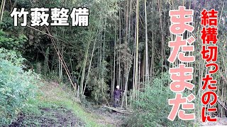 竹藪整備｜この部分から見ると竹は減ってないのね