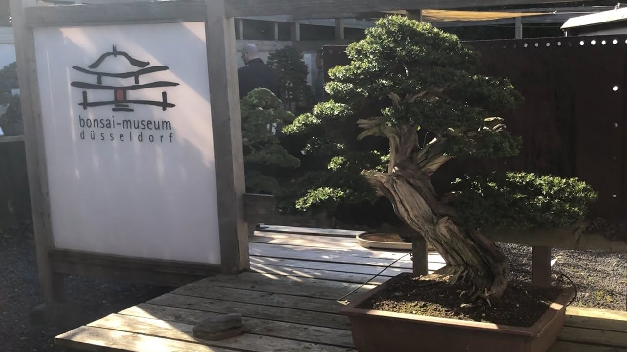 Das Bonsai Museum Dsseldorf - Wie man einen Bonsai gestaltet