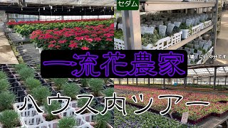 大分の一流花農家のハウスツアー！プリンセチア・パンジー・シクラメンなどの花が一杯！