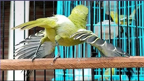 SIRTU cipoh GACOR NARUNG ADA LAWAN || Tes Mental Cipow Ternyata WOW