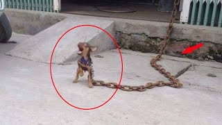 Эту маленькую собачку посадили на гигантскую цепь и вот почему