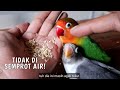 Tips & Cara Menjinakan Burung Lovebird Dewasa/Liar