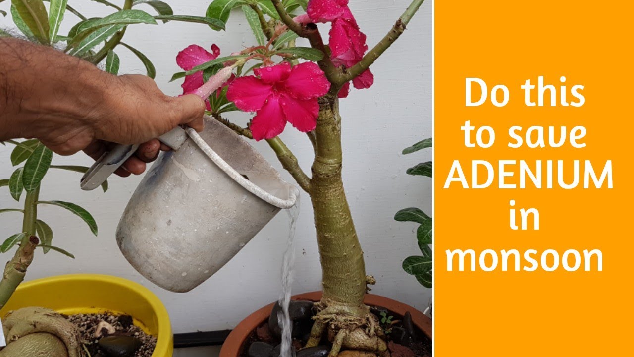 protect ADENIUM PLANTS from root rot problem by using simple tips in ...