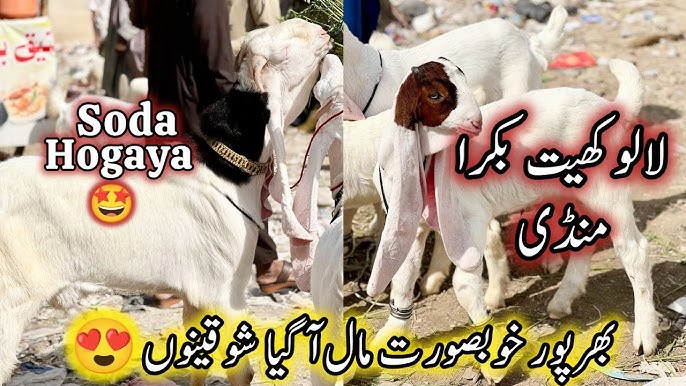 Sankt-Peterburgning tomlarida jinsiy aloqada boling Anal porno kostyumlar