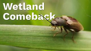 The Wetland Comeback: Europe’s Race to Save Its Wetlands
