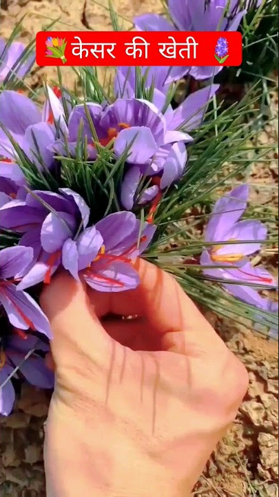 Saffron Farming🪻🪻 केसर की खेती #kesar