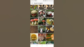 Mushrooms Classification