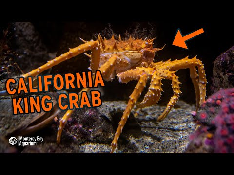 Monterey Bay Aquarium The California King Crab The Height Of Crustacean