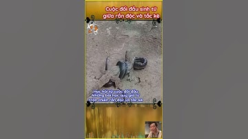 Cuộc đối đầu sinh tử giữa rắn độc và tắc kè: Trận chiến đến hơi thở cuối cùng