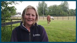 Equine insurance | Lycetts