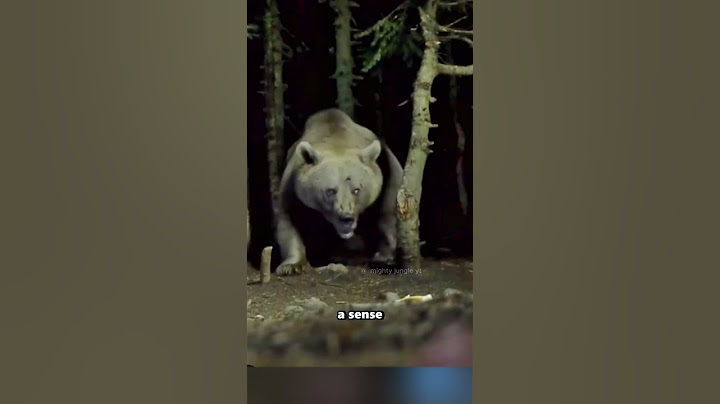 Huge Grizzly Bear caught on Cam #animals #shorts