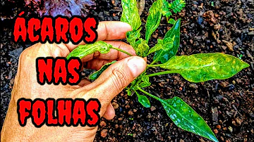 Como remover os ácaros da planta?