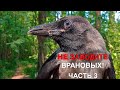 НЕ ЗАВОДИТЕ ВРАНОВЫХ ПТИЦ! ЧАСТЬ 3. Don't have any corvids!