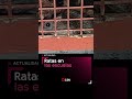 INVASIÓN de RATAS en una ESCUELA de Mataderos.