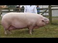 British Lop Pigs | England’s Hidden Gem