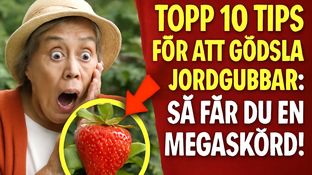 Topp 10 Tips för att Gödsla Jordgubbar: Så Får Du en Megaskörd!