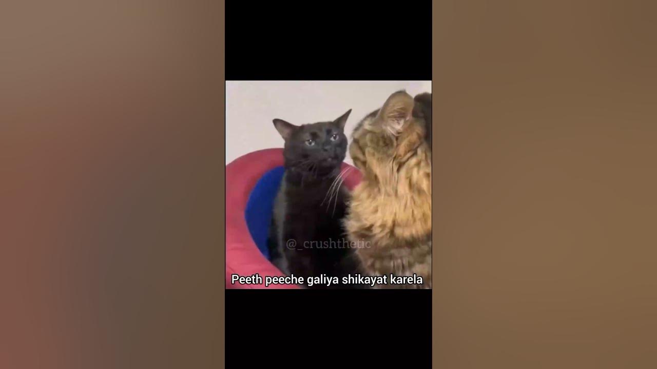 Cat song YouTube