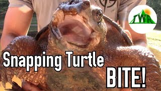 BIG Snapping Turtle Bites My Hand And Won't Let Go...Now What?