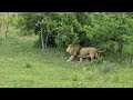 Стычка прайдов. Тайган Lions' fight