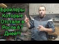 Бройлеры Которые  Отстали в Росте 67 Дней