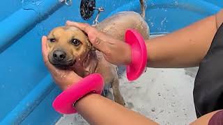 Chihuahua Bath Time by Fuzzies Pet Grooming 45 views 1 year ago 23 minutes