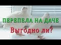 Перепела на даче. Выгодно ли? МОИ перепела