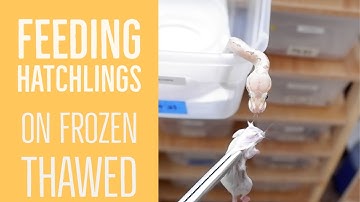 How to feed baby ball pythons with frozen thawed meals